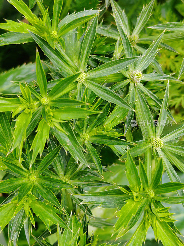 Eryngium foetidum